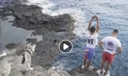 Saut