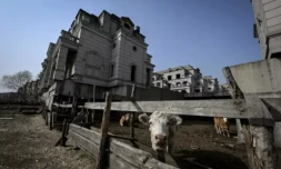 Des vaches au milieu d'un chantier inachevé de villas de luxe, dans la banlieue de Shenyang, le 31 mars 2023 dans le nord-est de la Chine ( AFP / Jade GAO )