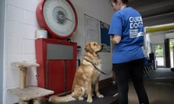 Sarah Cooper, technicienne de chiens, pèse un chien-guide dans un centre de l'Association des chiens-guides pour les aveugles à Leamington Spa, dans le centre de l'Angleterre, le 16 juin 2023 ( AFP / OLI SCARFF )