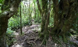forêt