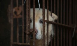 Un chien en cage montré aux médias par la HSI (Humane Society International)à Wonju, en Corée du Sud, le 27 avril