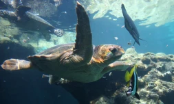Déjà un an de suivi par balise pour la tortue Tina