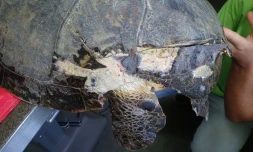  Deux nouvelles tortues victimes d'un choc avec un bateau 