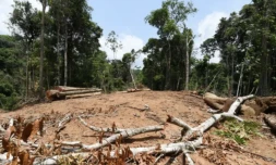 26% de l'Amazonie irréversiblement détruite, avertissent des chefs indigènes