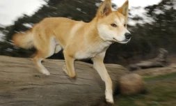 Des images inédites révèlent la vie secrète d'un dingo, chien sauvage d'Australie