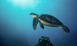 Une conférence à Kélonia sur la population de tortues marines