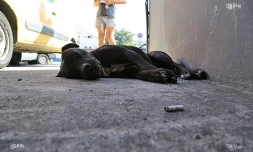 Chiens
