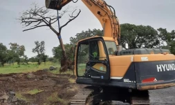  La ville du port déracine ses arbres, pour les planter ailleurs 