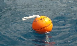 Cap requins