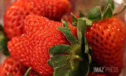fraises 