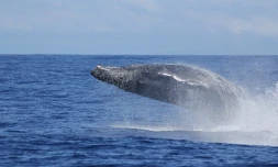 Sauts de baleines photographiés par Globice