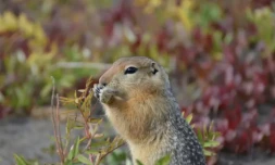 Un écureuil de l'Arctique dans le nord de l'Alaska en août 2011 ( Colorado State University / Cory WILLIAMS )