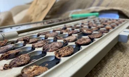 chocolat cabosses ailées 