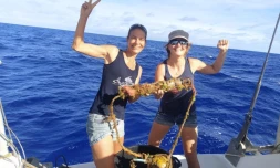 Des sons de baleines bleues enregistrés par l'hydrophone de Globice 