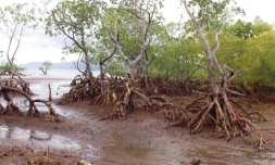 Mangrove Mayotte