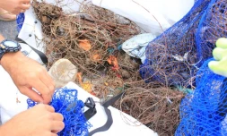 426 kg de déchets ramassés au port est [