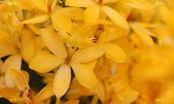 salon Flore et halle