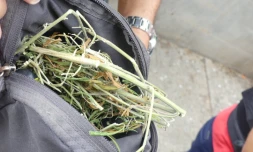 Le Port : du zamal et de l'ecstasy saisis dans le quartier Titan