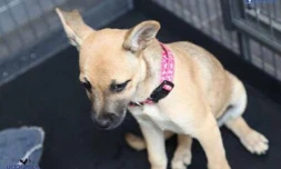 Chiens à l\'adoption - RPA