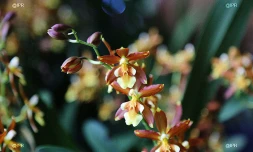 salon Flore et halle