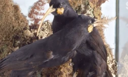 Nouvelle-Zélande : la plume la plus chère du monde vendue aux enchères pour plus de 28.000 dollars [?]