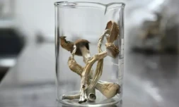 Un échantillon de "psilocybe cubsensis", un champignon hallucinogÚne dont l'usage est désormais légal en Oregon, le 10 mai 2023 dans un laboratoire de Portland ( AFP / Robyn Beck )