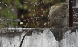 Ils tentent de capturer un singe, au Port
