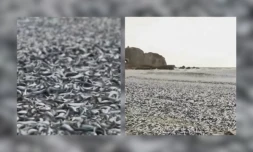 sardine et maquereaux au Japon
