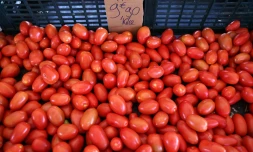 prix tomates 
