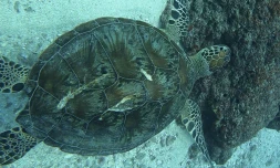 Premiere tortue photographié aux abords de Saint-Gilles