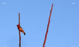 oiseau 