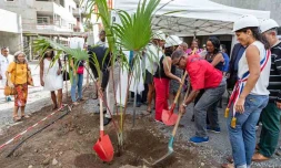 Arbre résidence SODIAC Moulin Joli La Possession