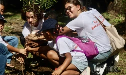 plantations d'arbres pour le climat