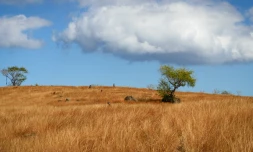 Saint-Paul : devenez un aventurier de la Savane