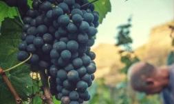 La fête de la vigne à Cilaos