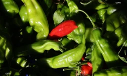 légumes et fruits 
