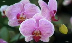 orchidées