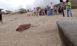 Tortue caouanne Gertrude 