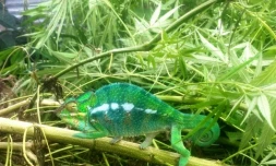 endormi dans du zamal