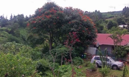 Tulipier du Gabon 