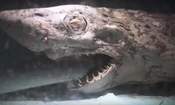 Espagne : un requin et d'autres animaux momifiés retrouvés dans un aquarium abandonné