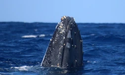 Sortie en mer de Globice Réunion