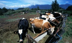 vaches