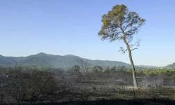 Zone parcourue par l'incendie, le 17 août 2021 près de Gonfaron, dans le Var