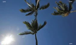 météo réunion 