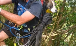 Saint-André : un chien secouru par la police sur la route de Salazie