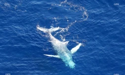 Baleine Saint-Paul