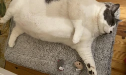 Avec ses 18 kg sur la balance, ce chat âgé de 6 ans fait le buzz sur les réseaux sociaux