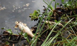 Pollution de l\'étang de Sain-Paul