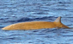 Une nouvelle espèce de cétacés recensée à La Réunion